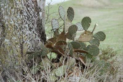 Texas- Bandera 1st cactus.JPG